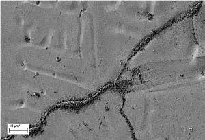 REM-Bild von korngrenzenselektiv abgeschiedenem Polymer
